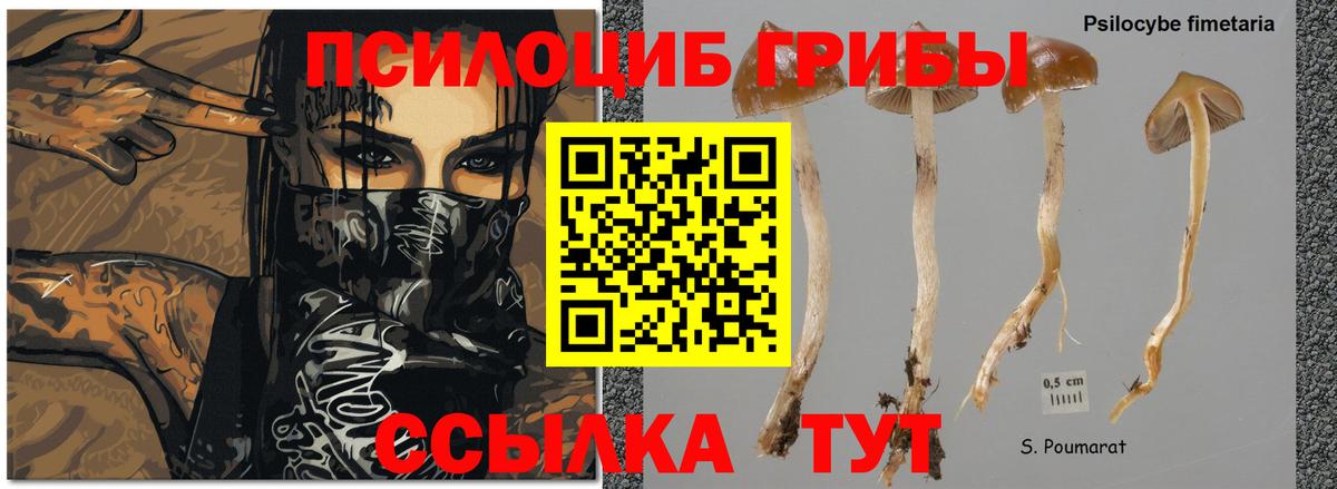 Зеленокумск  Галлюциногенные грибы прущие грибы  Галлюциногенные грибы Cubensis  Вход с VPN 